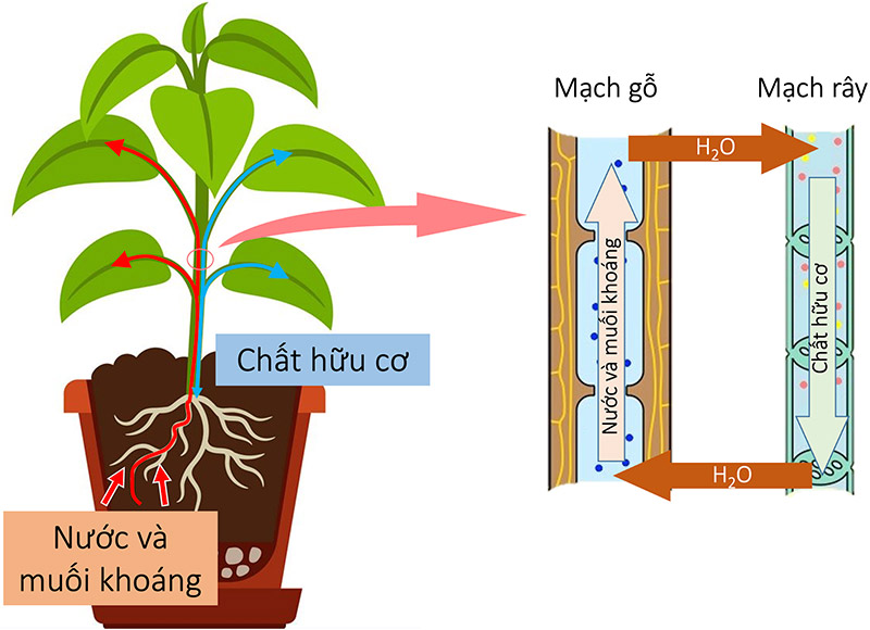 Đặc điểm nào sau đây giúp rễ cây tăng khả năng hút nước và muối khoáng?