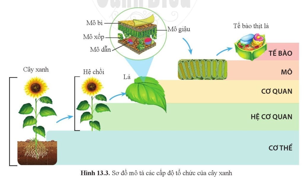 Chiếc lá cây thuộc cấp độ tổ chức nào